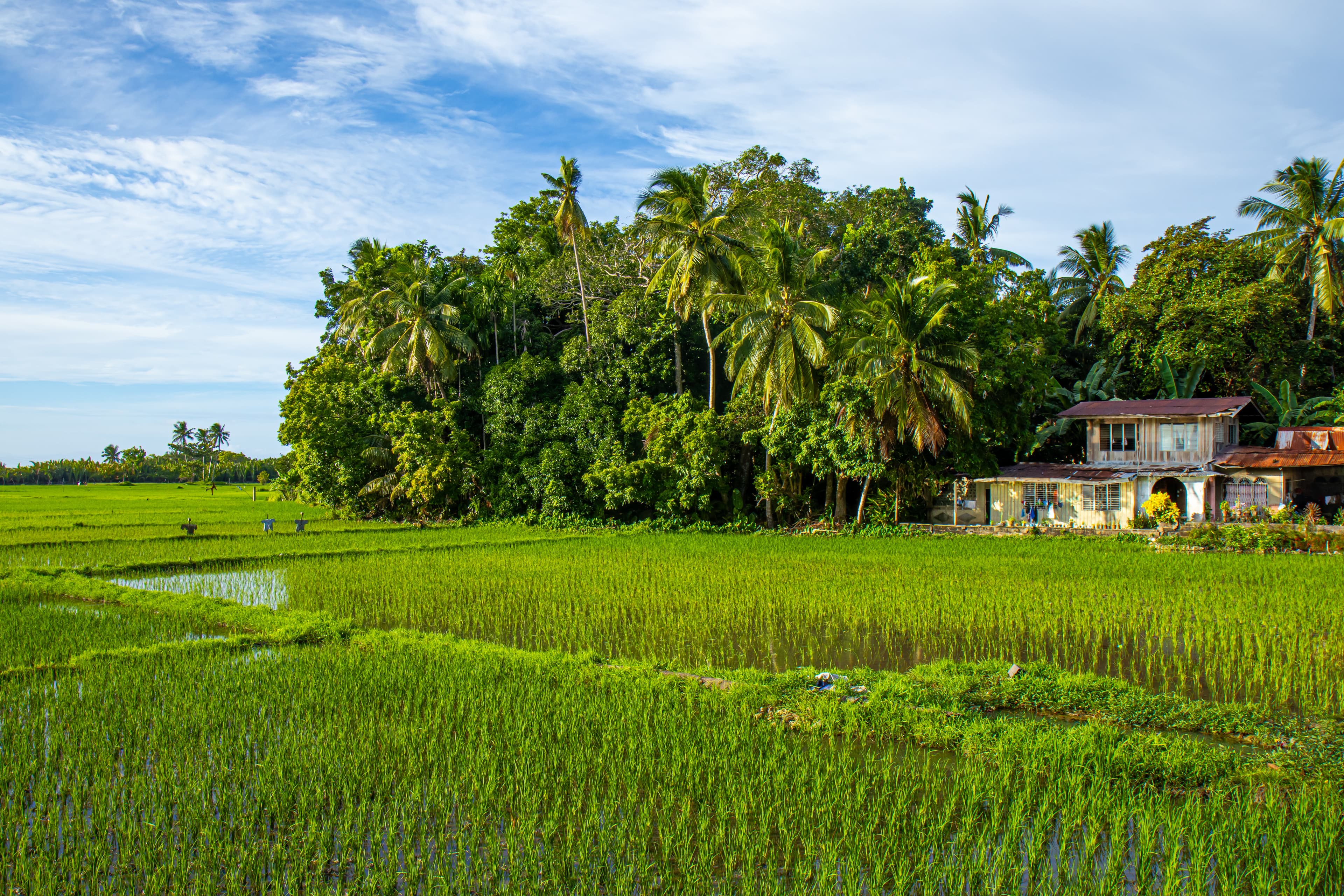 Agricultural landscape